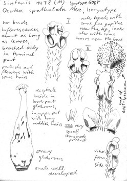 Vorschaubild Ocotea spathulata Mez